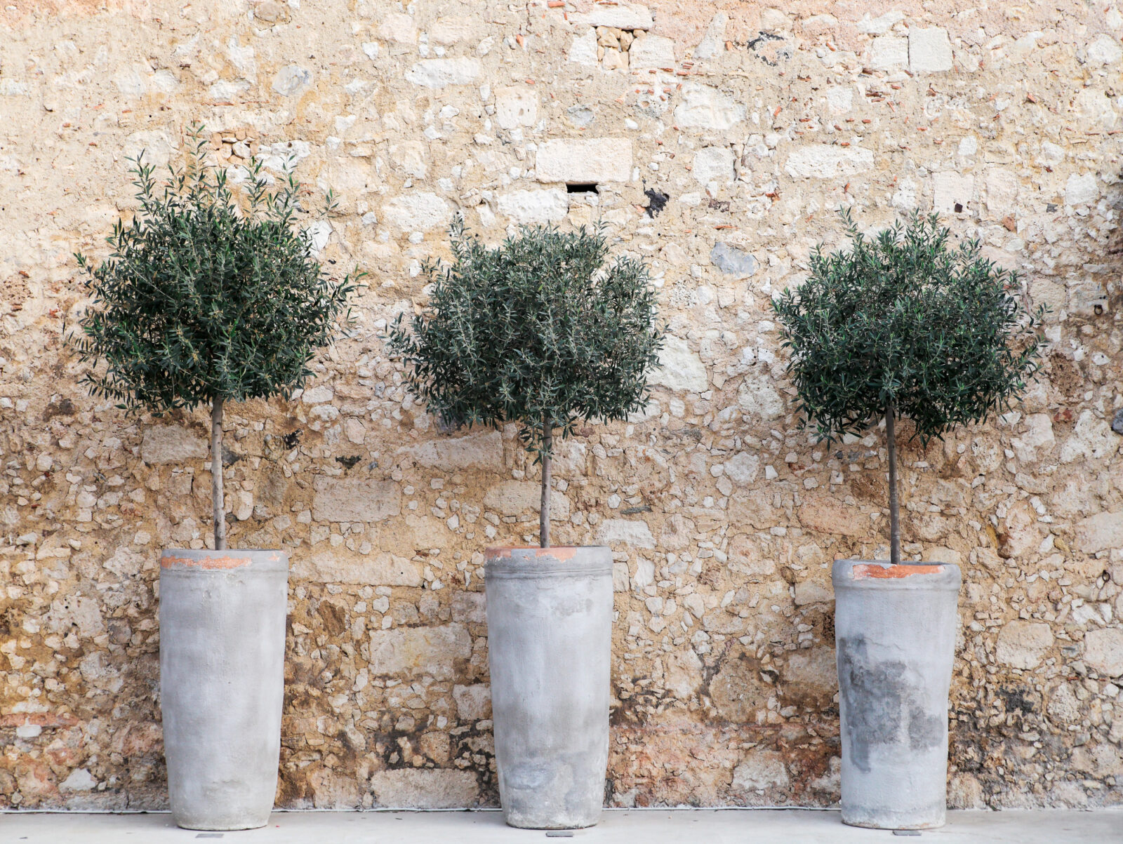 Olivovníky v květináči / Foto: Depositphotos