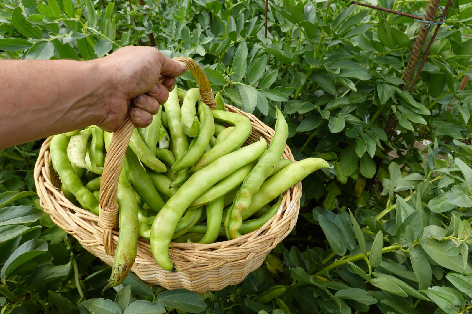 Sklizeň fazolí / Foto: Depositphotos
