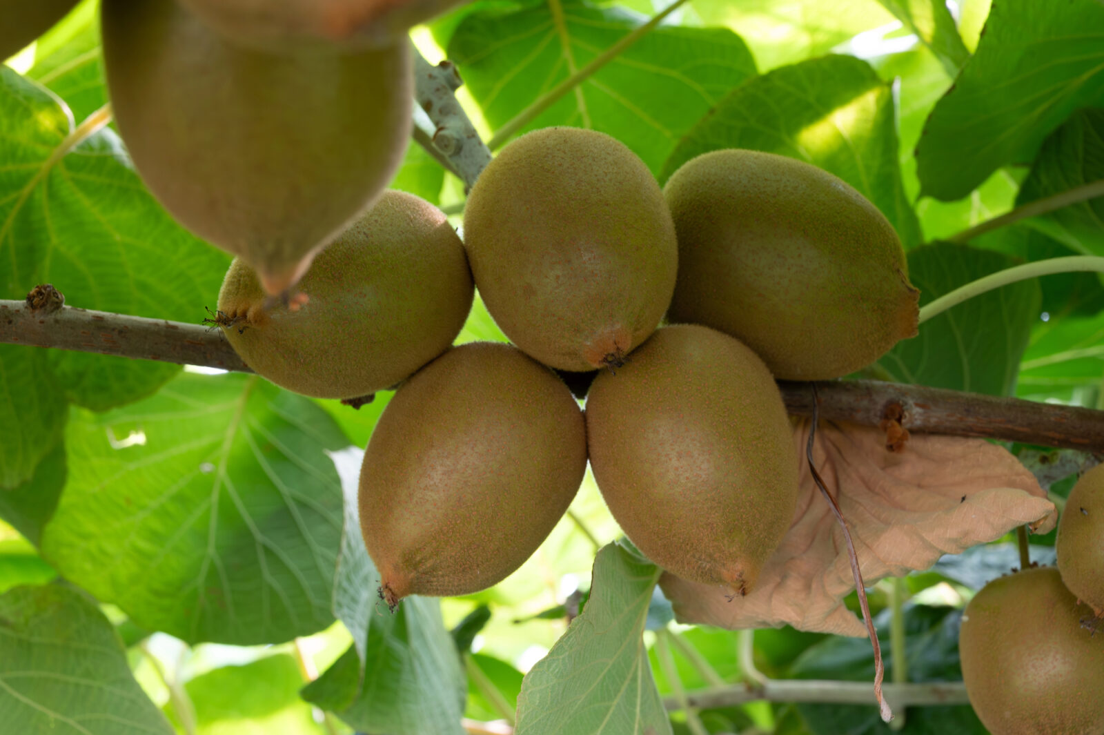 Kiwi / Foto: Depositphotos