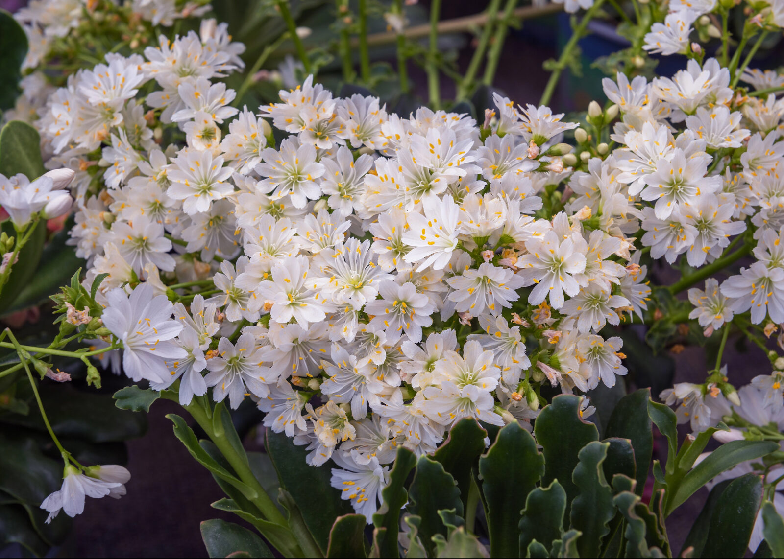 Lewisia cotyledon / Foto: Depositphotos