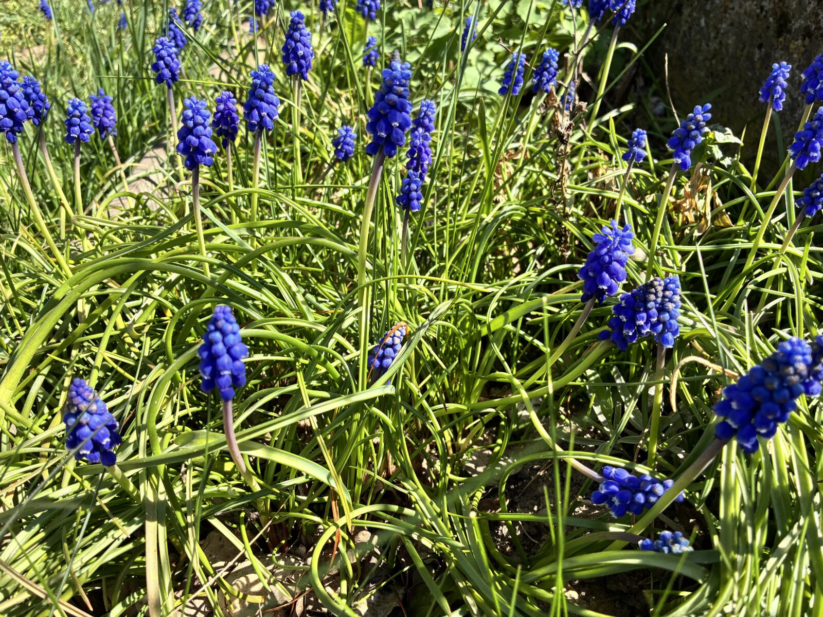 Modřenec / Foto: Pestrazahrada