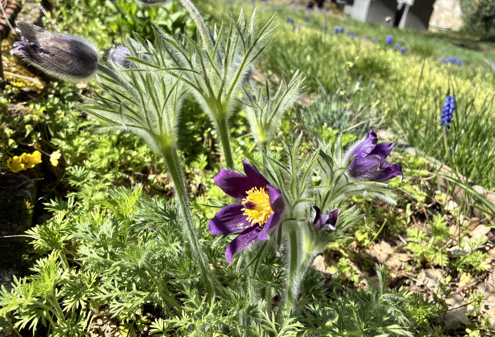 Koniklec / Foto: Pestrazahrada.cz