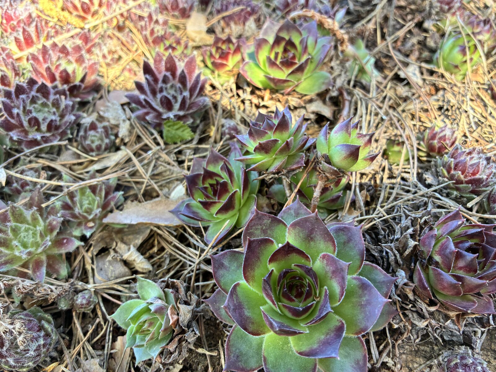 Netřesky / Foto: Pestrazahrada.cz