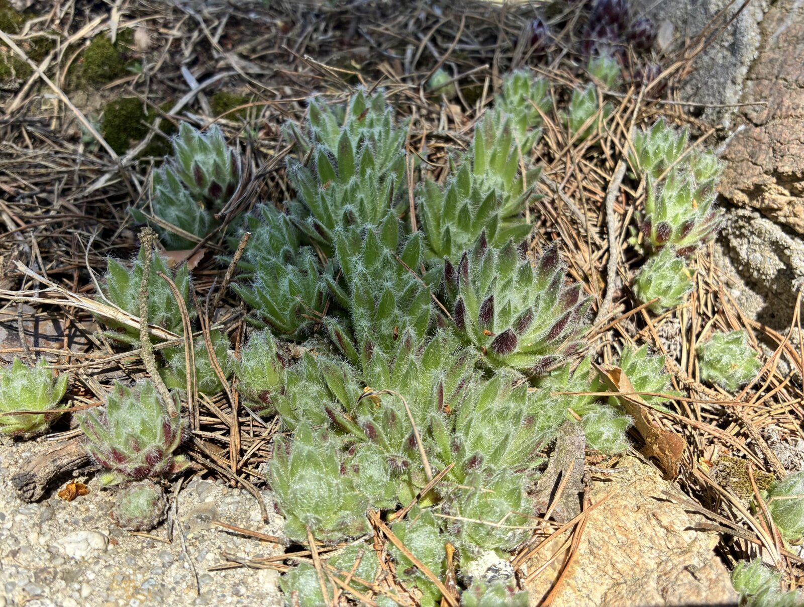 Netřesky / Foto: Pestrazahrada.cz