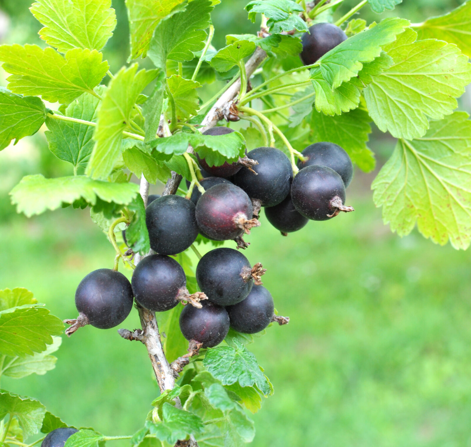 Josta / Foto: Depositphotos