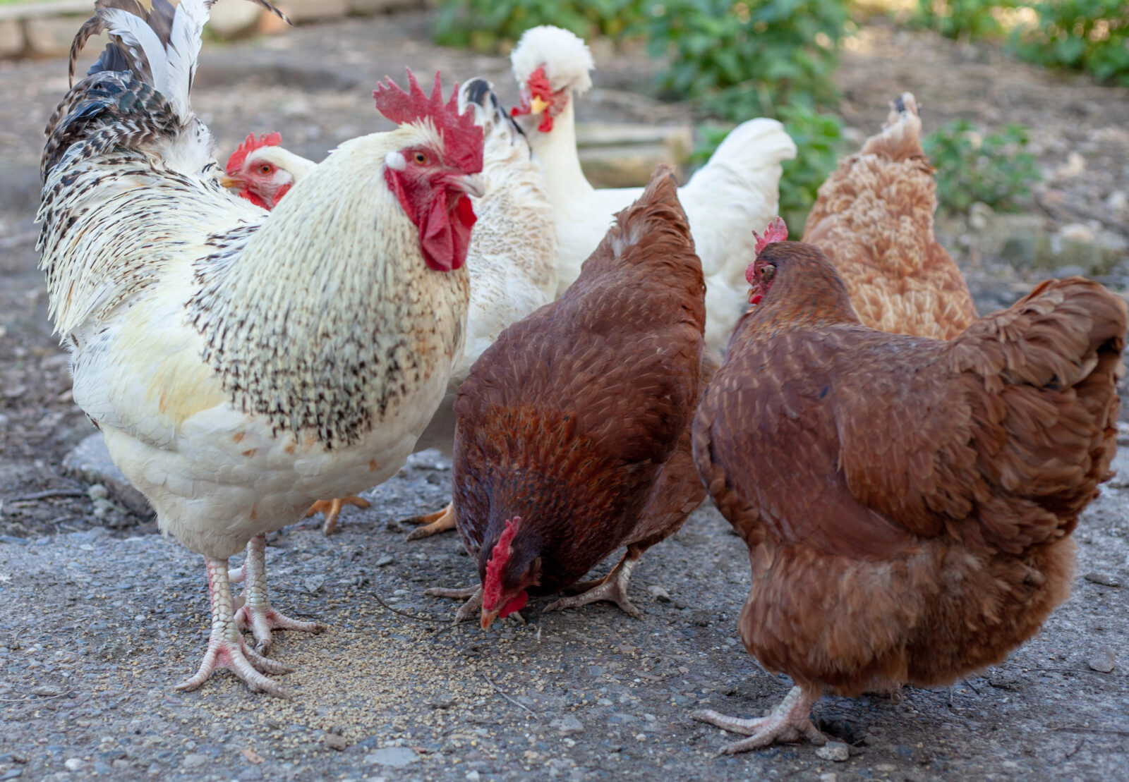 Krmení slepic / Foto: Depositphotos