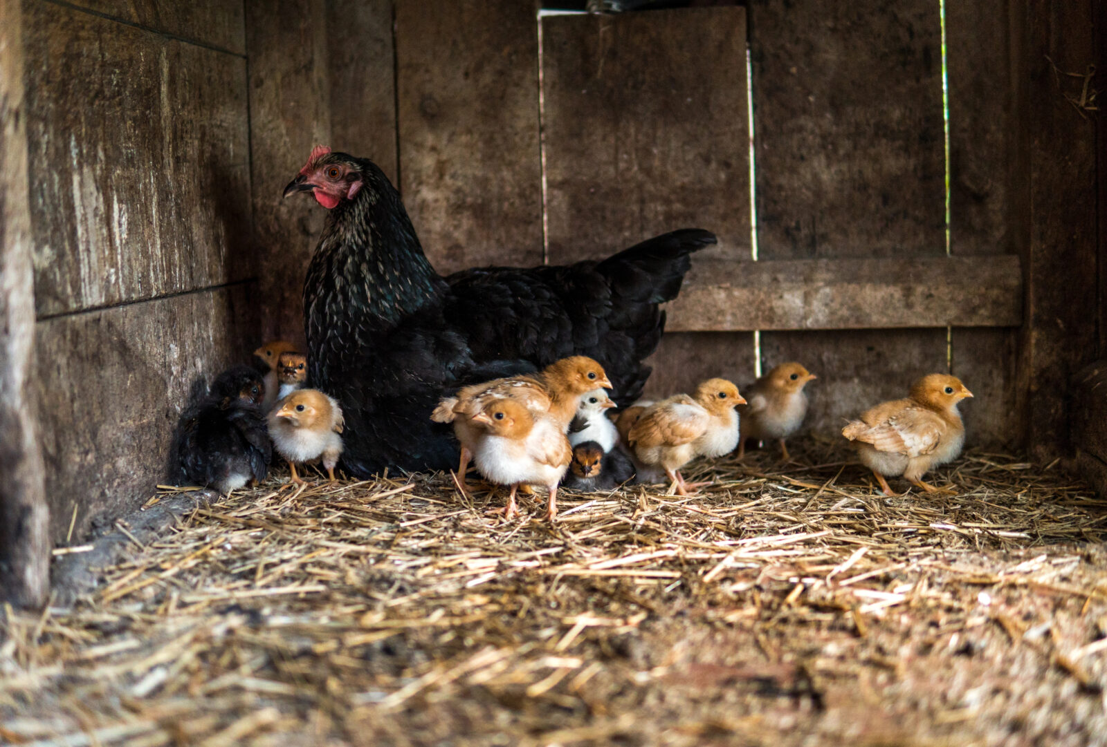 Kurník / Foto: Depositphotos