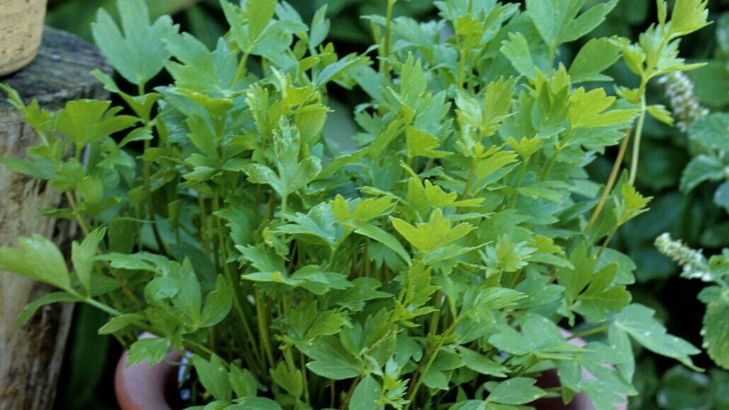 Libeček rostlina / Foto: Depositphotos