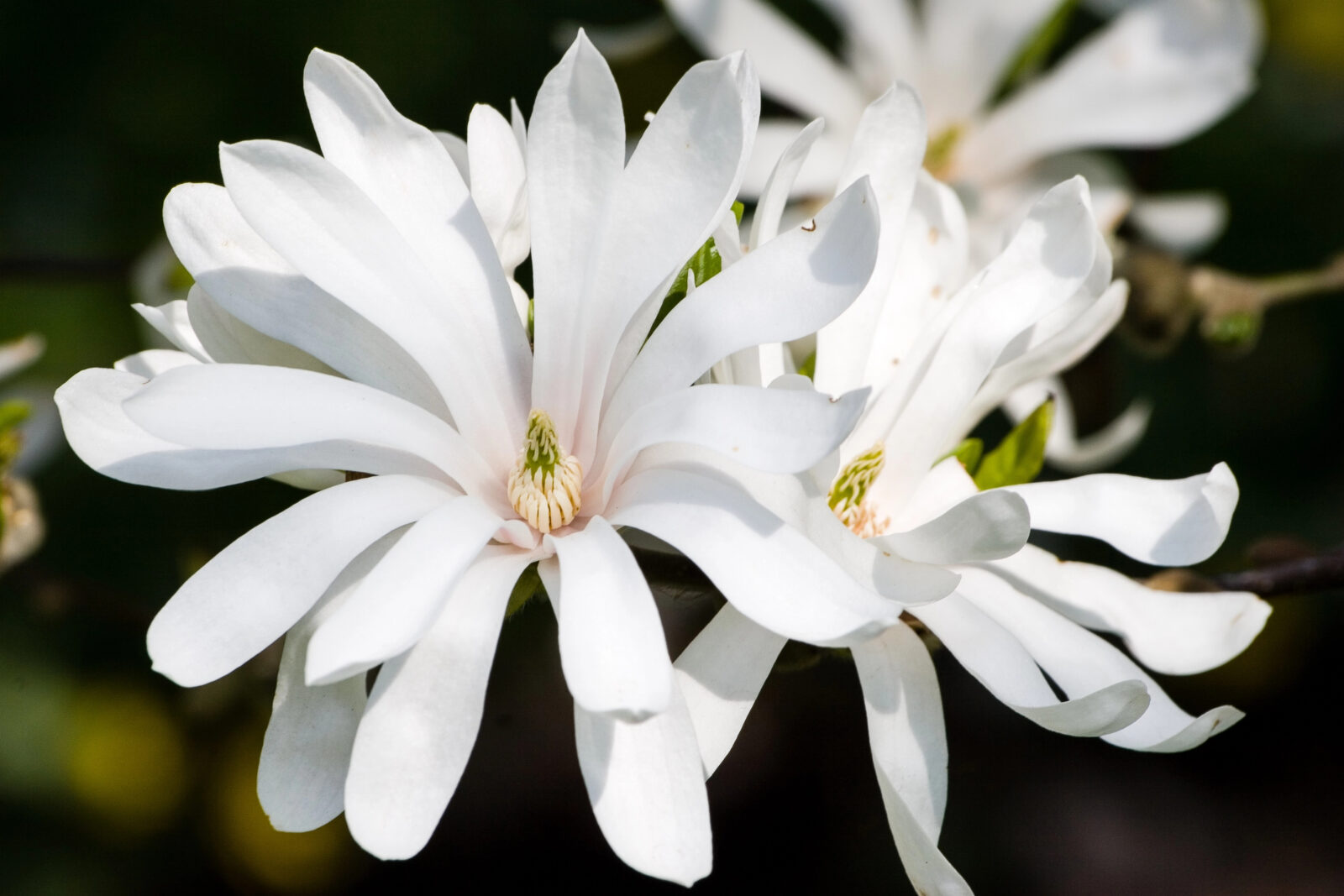 Magnolia stellata 'Waterlily' / Foto: Depositphotos