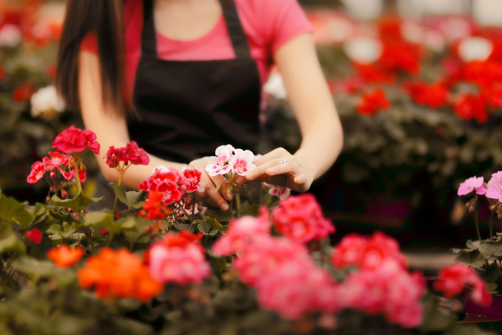Muškáty / Foto: Depositphotos