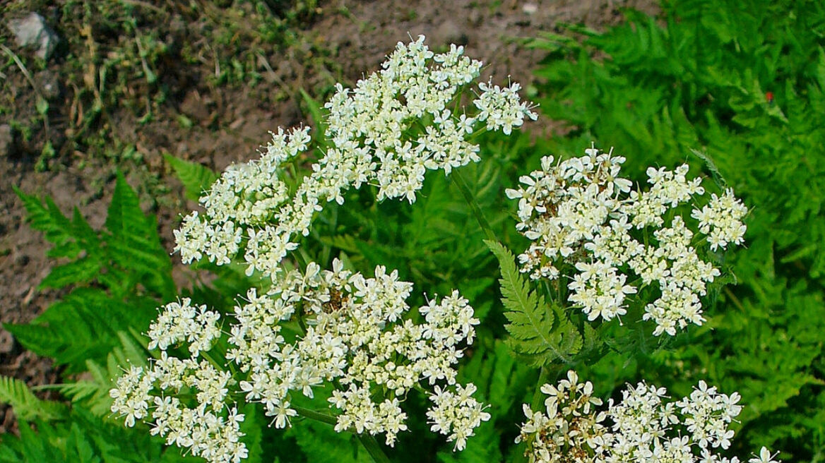 Čechřice / Autor: H. Zell – Vlastní dílo, CC BY-SA 3.0, Wikimedia.org