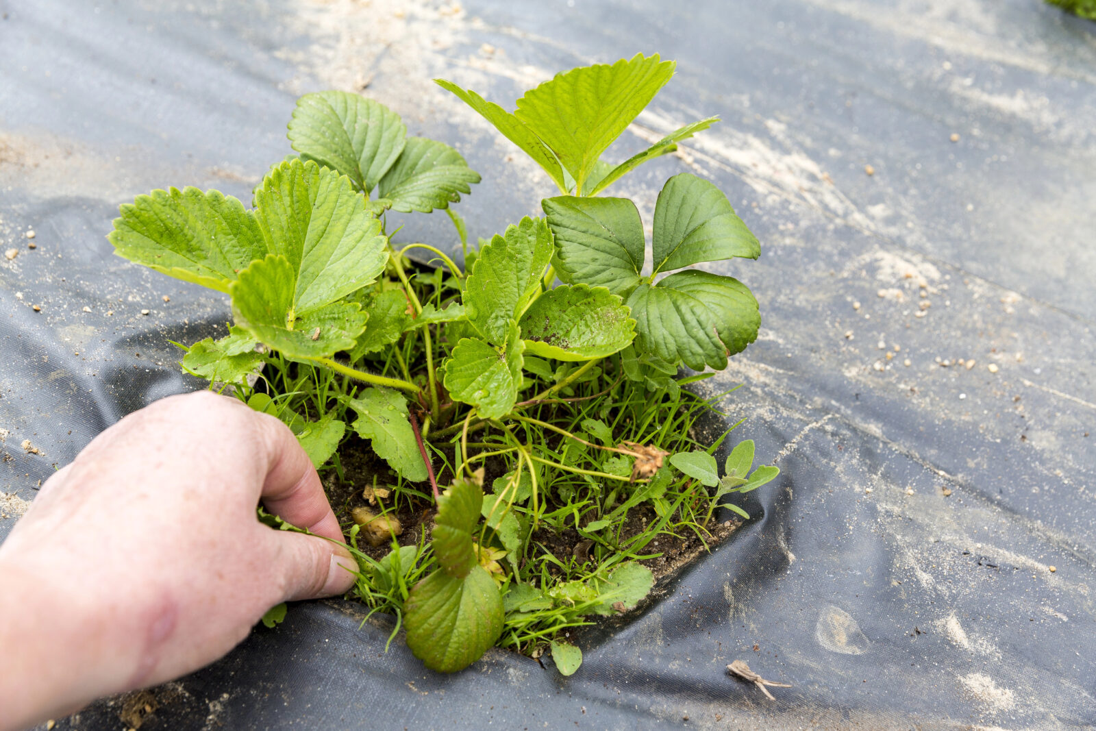 Protrhávání jahod / Foto: Depositphotos