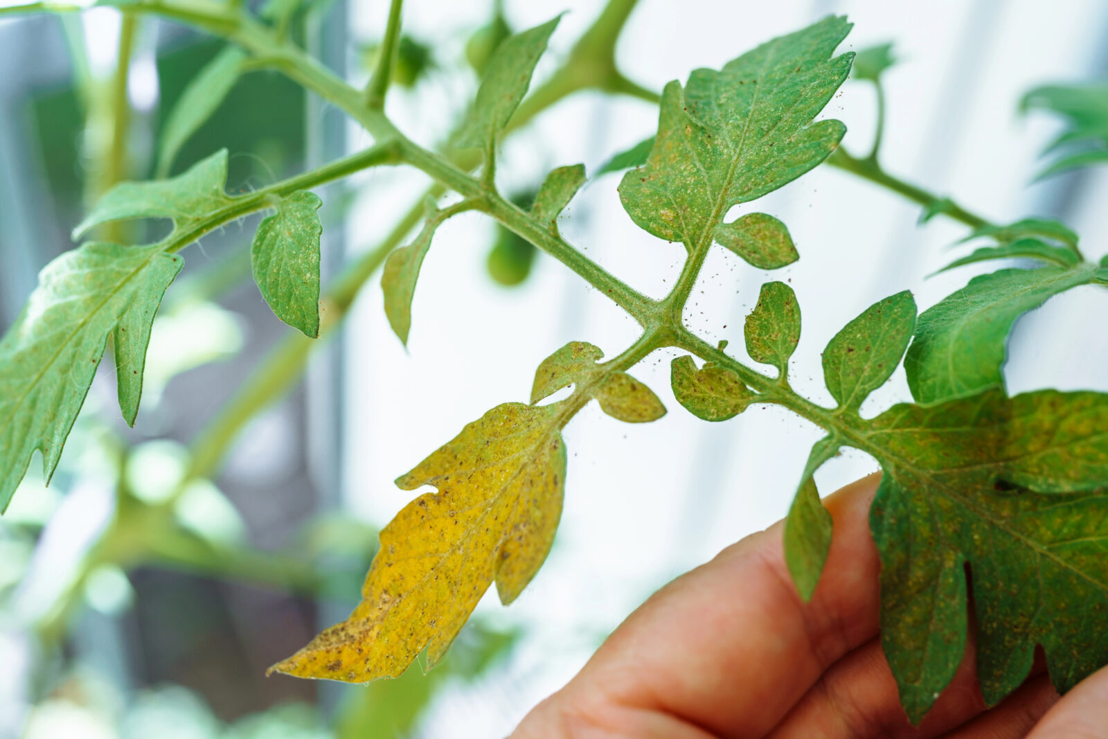 Rajče napadené mšicemi / Foto: Depositphotos