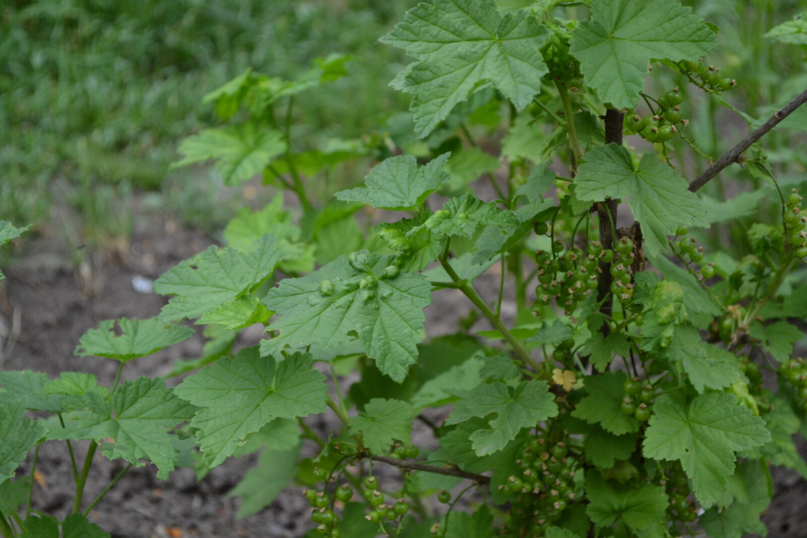 Rybíz keř / Foto: Depositphotos