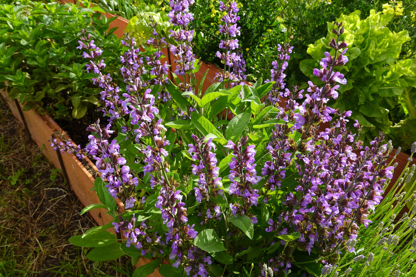 Šalvěj / Foto: Depositphotos