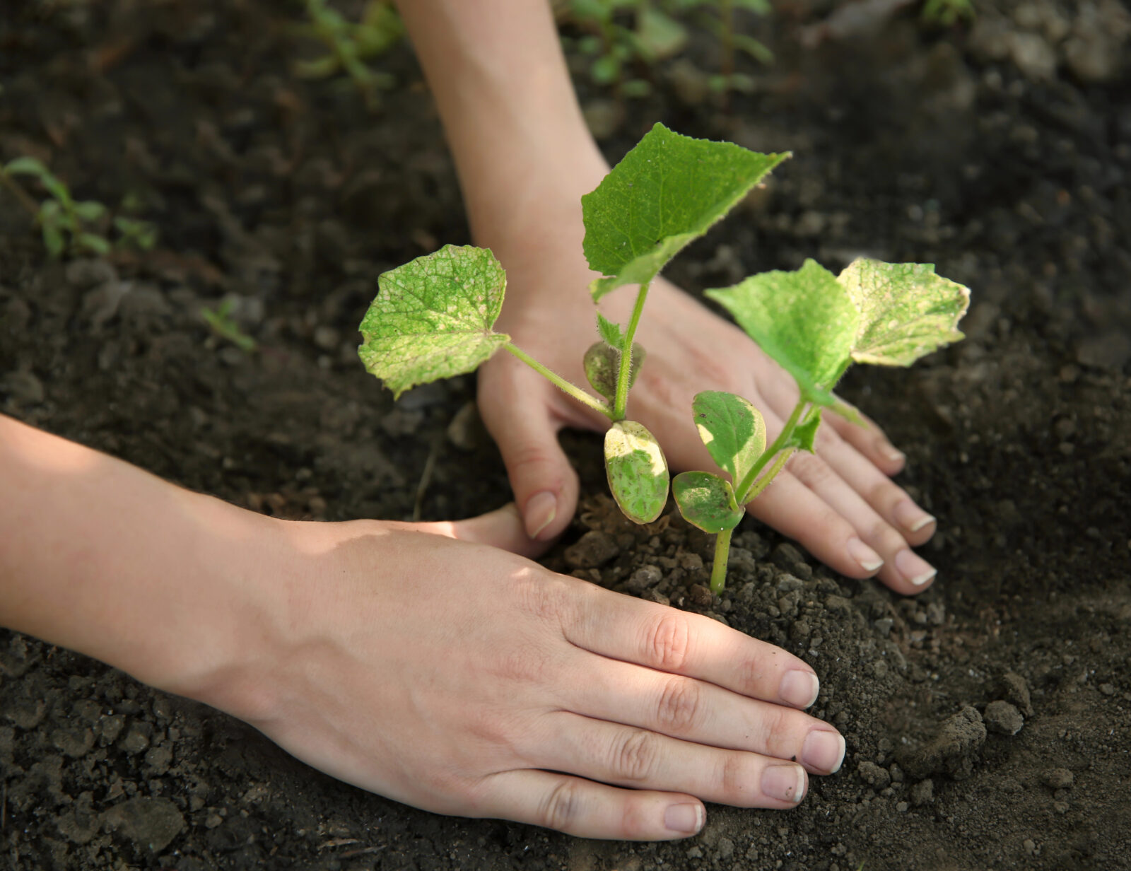 Sázení okurek / Foto: Depositphotos