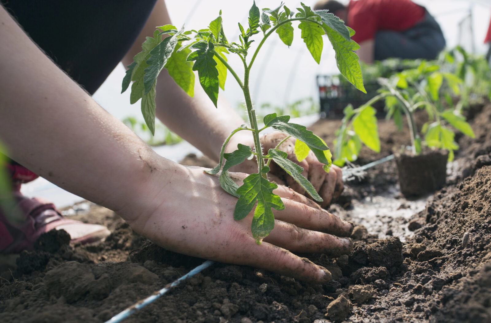 Sázení rajčat / Foto: Depositphotos