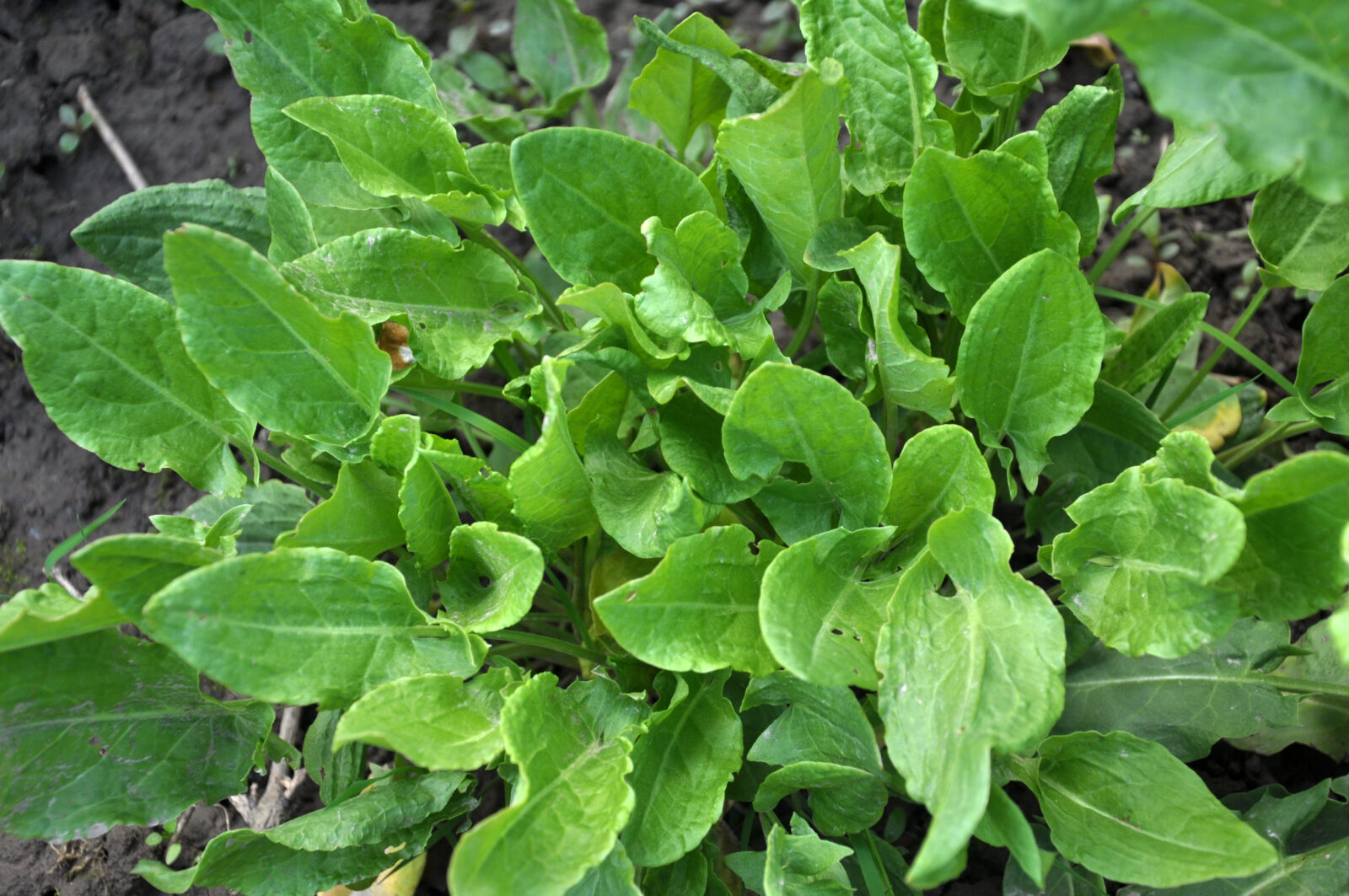 Šťovík / Foto: Depositphotos