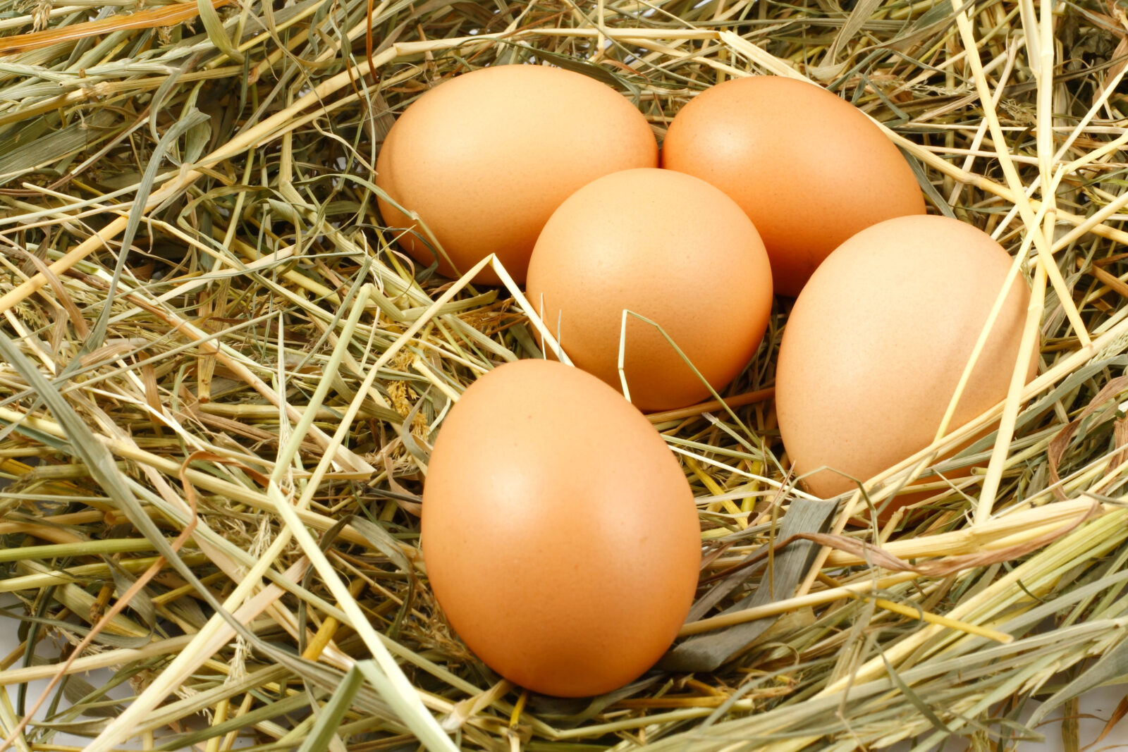 Vajíčka a pevná skořápka / Foto: Depositphotos