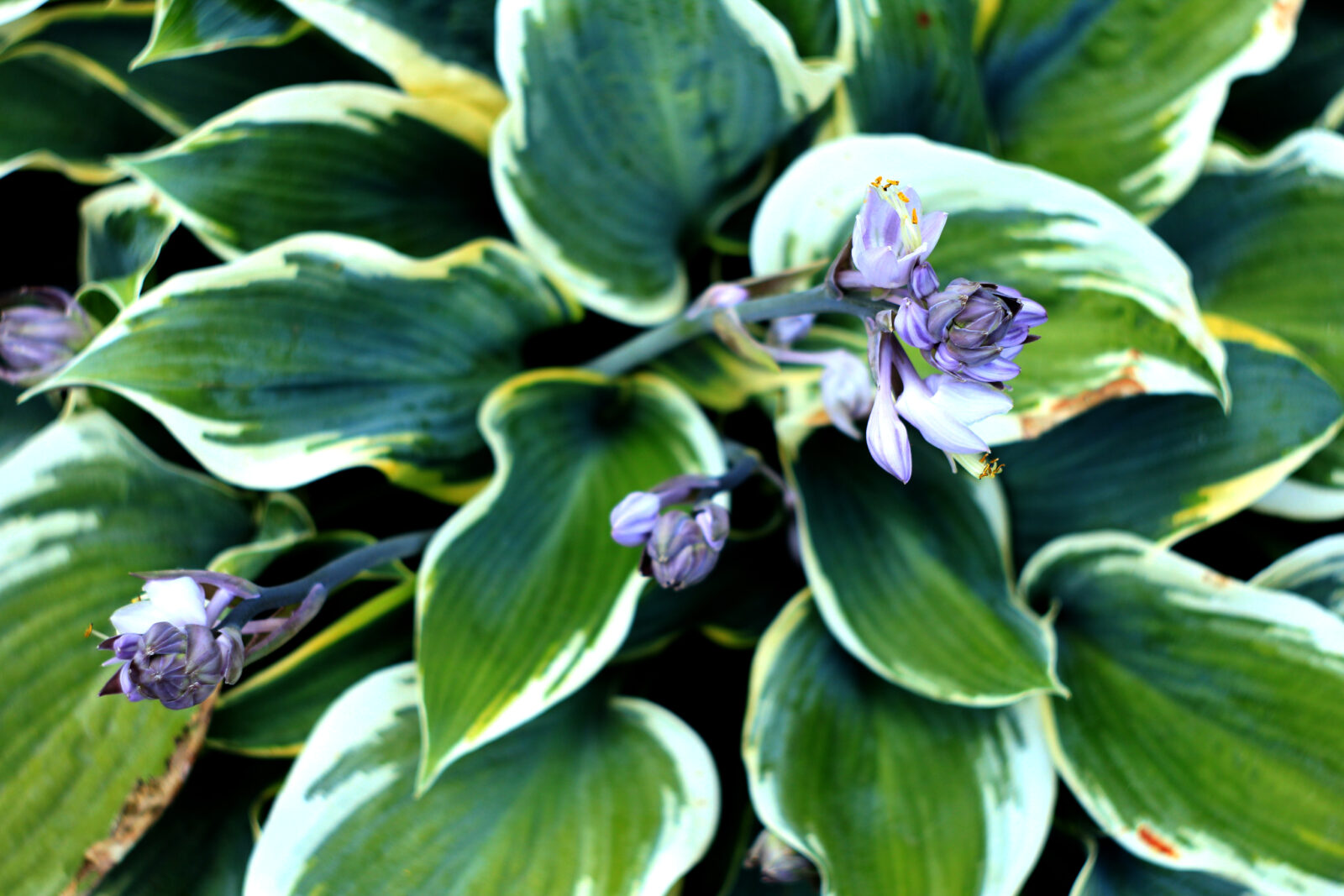 Hosta / Foto: Depositphotos