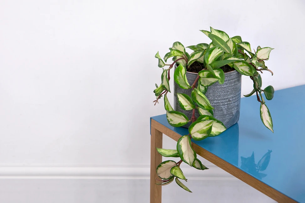 Voskovka / Foto: Gardener's World