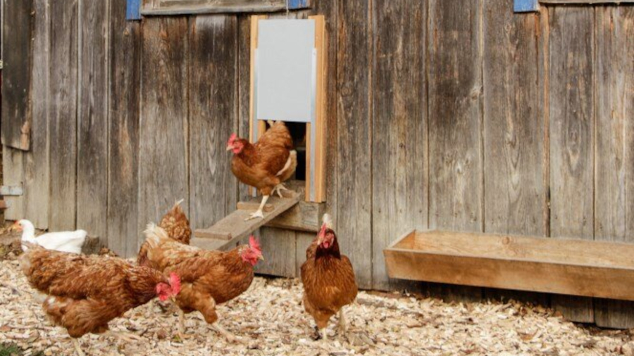 Automatická dvířka / Foto: Ketris