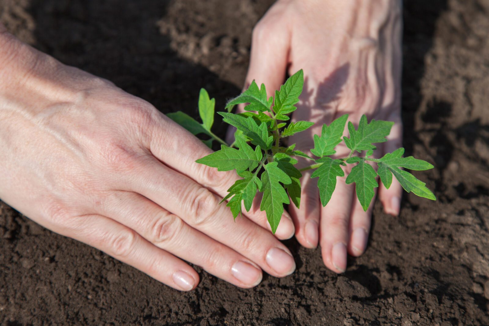 Výsadba rajčat / Foto: Depositphotos