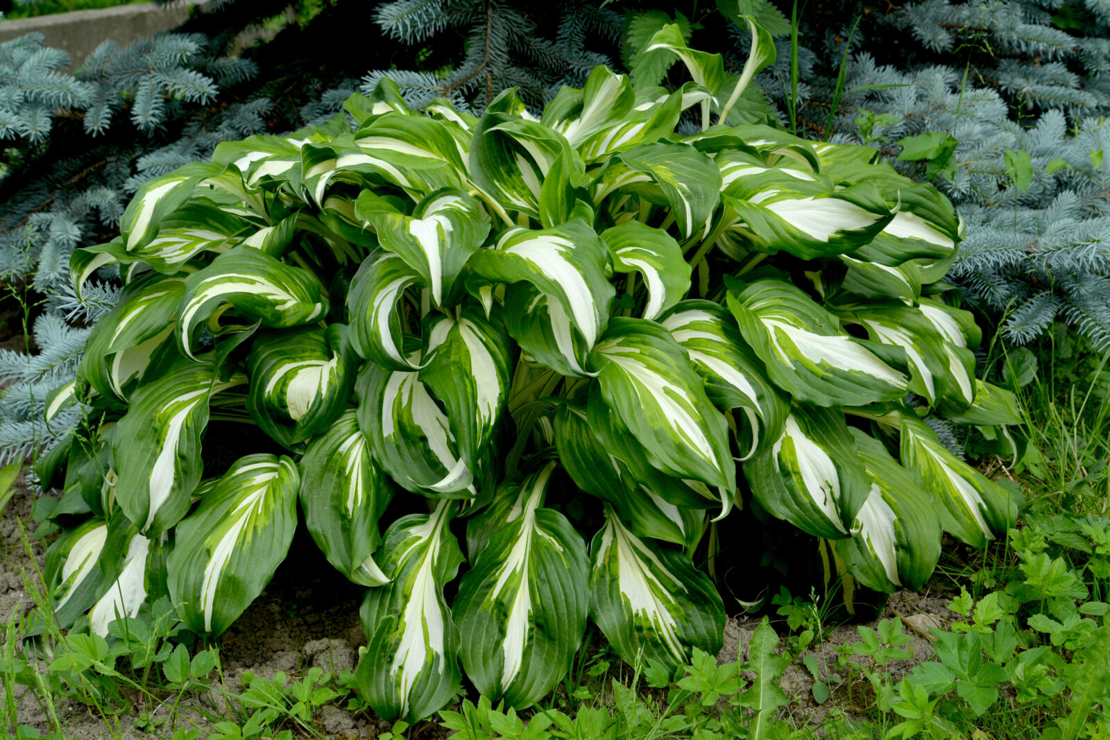 Hosta / Foto: Depositphotos