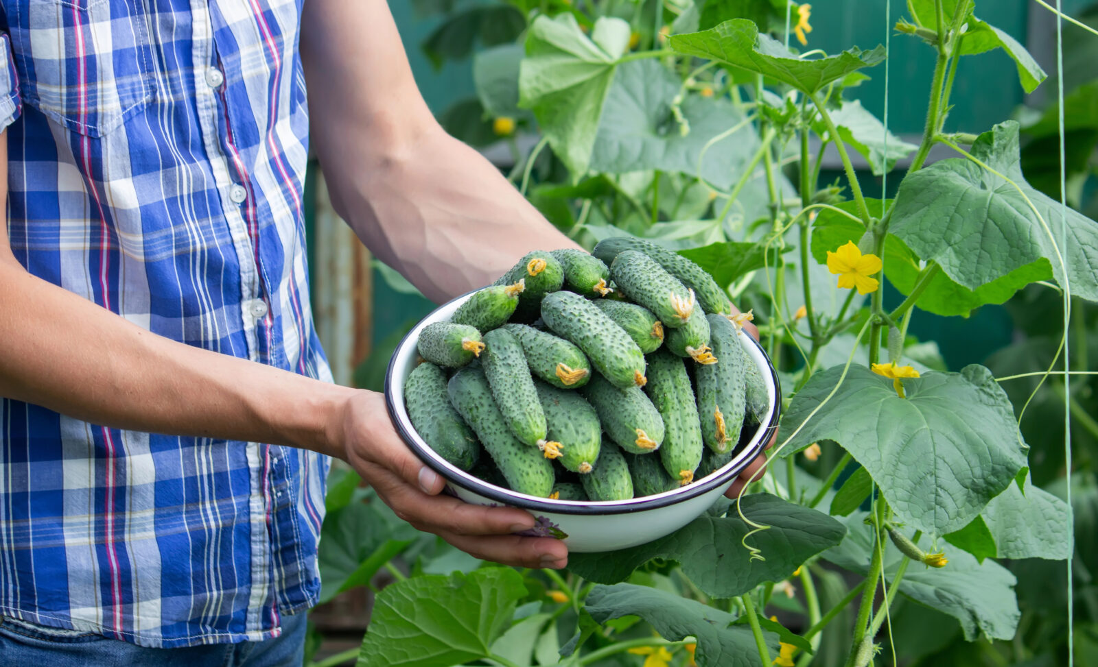 Pěstování okurek / Foto: Depositphotos