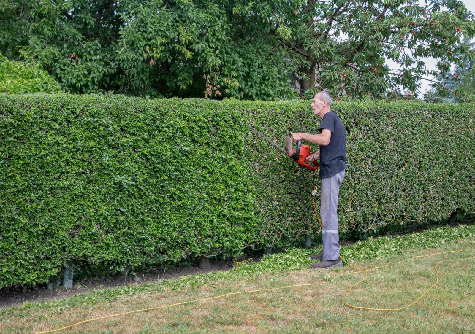 Jak na živý plot / Foto: Depositphotos