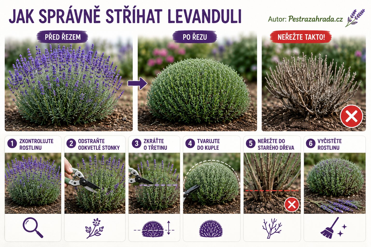 Řez levandule / Foto: Pestrazahrada