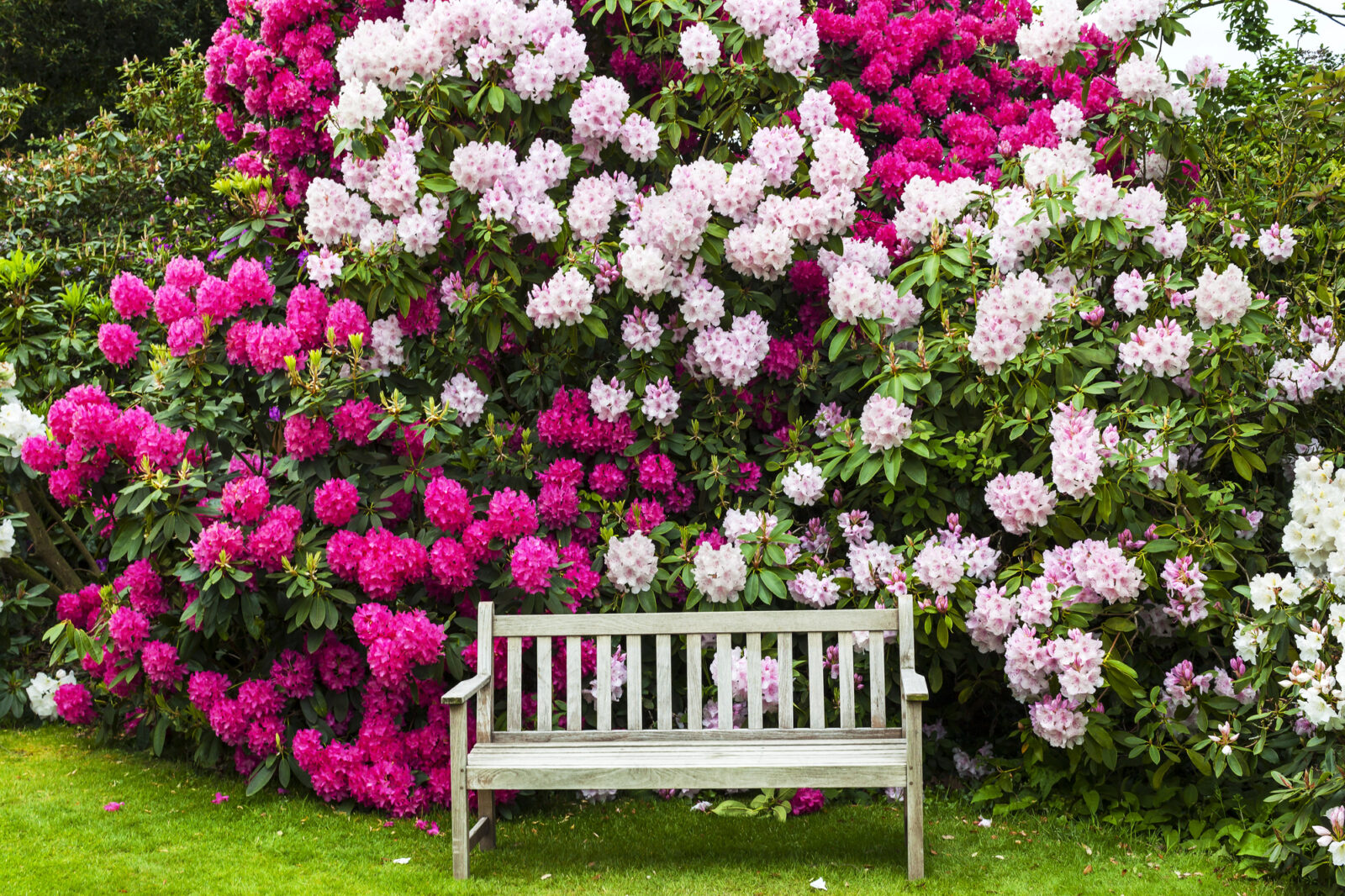 Rododendron / Foto: Depositphotos