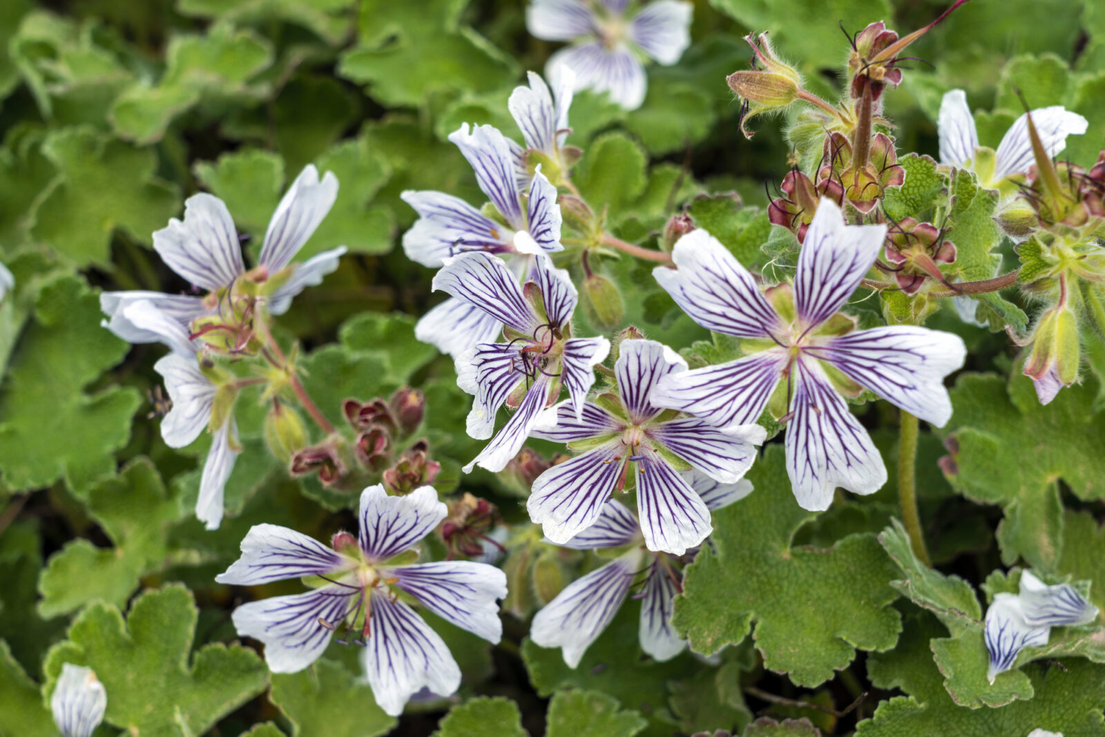 Geranium renardii / Foto: Depositphotos