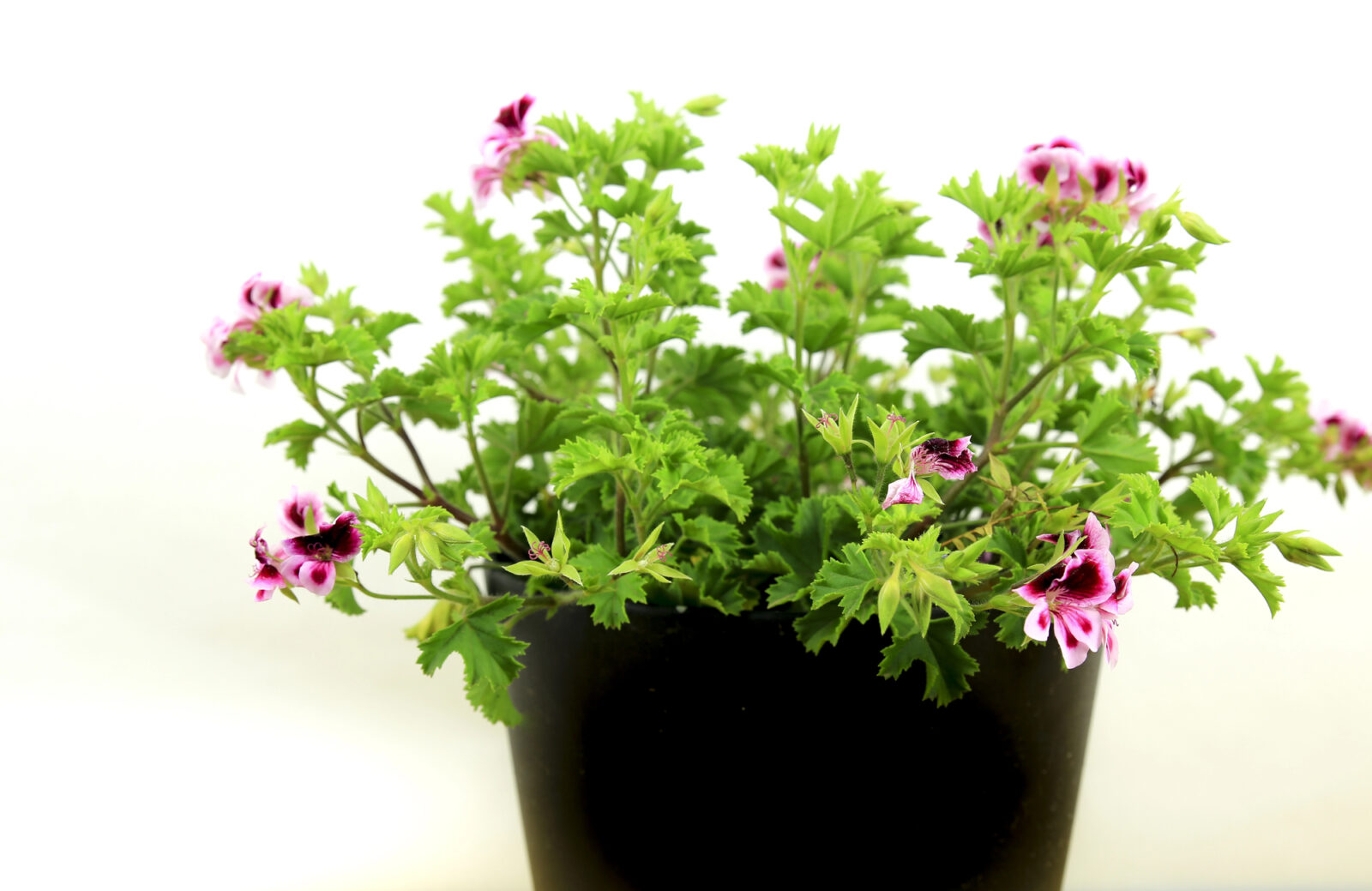 Vonná Pelargonie / Foto: Depositphotos