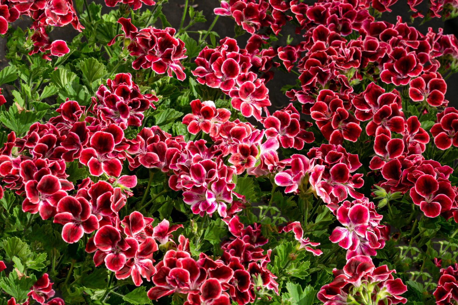 Pelargonie královská / Foto: Depositphotos