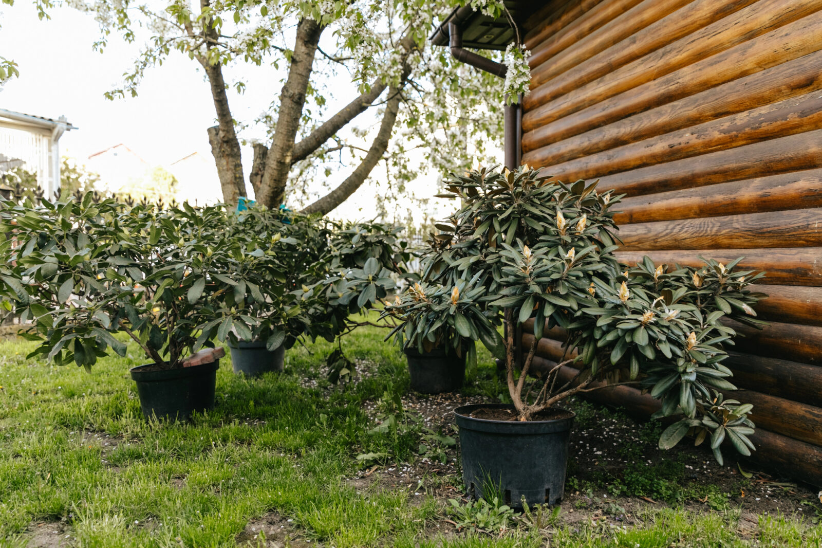 Rododendron v květináči / Foto: Depositphotos