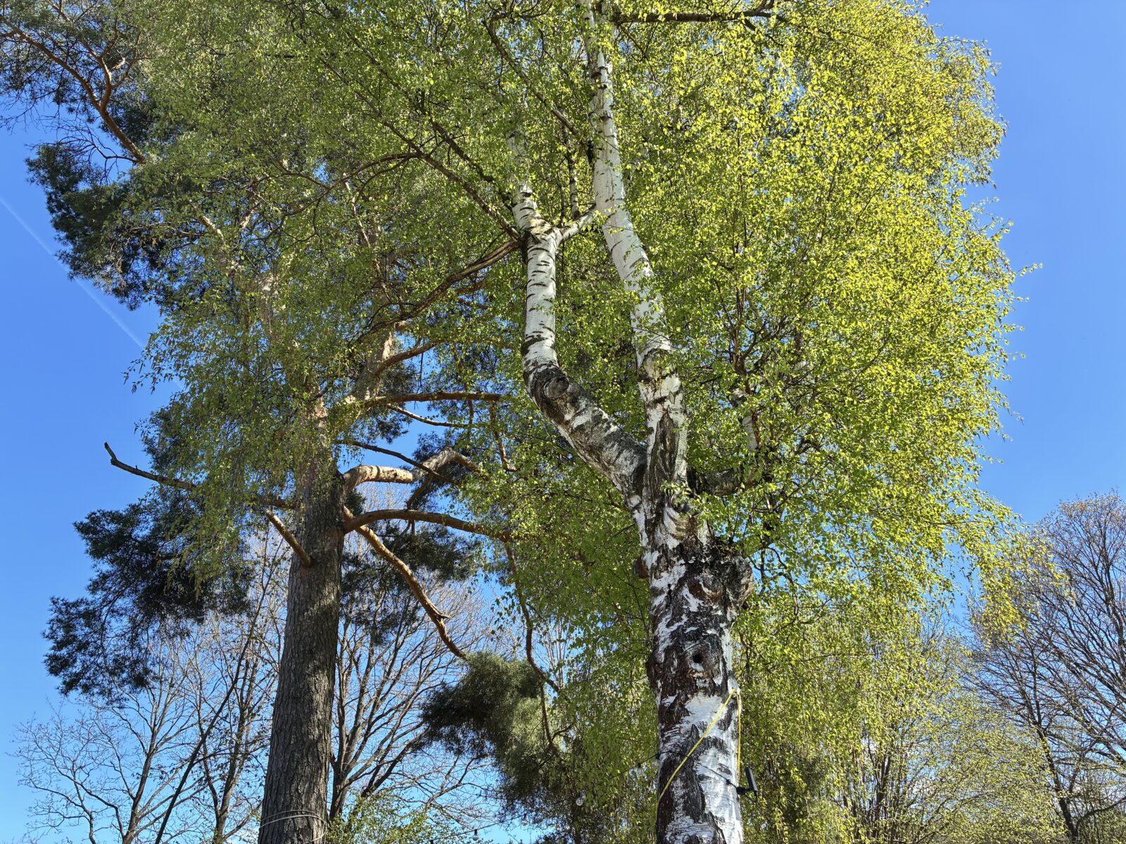 Bříza / Foto: Pestrazahrada