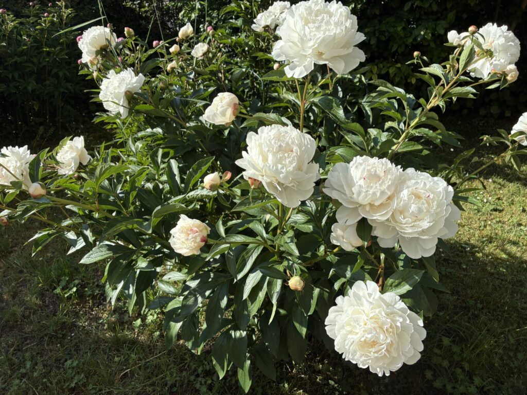 Pivoňka (Paeonia) / Foto : Pestrazahrada