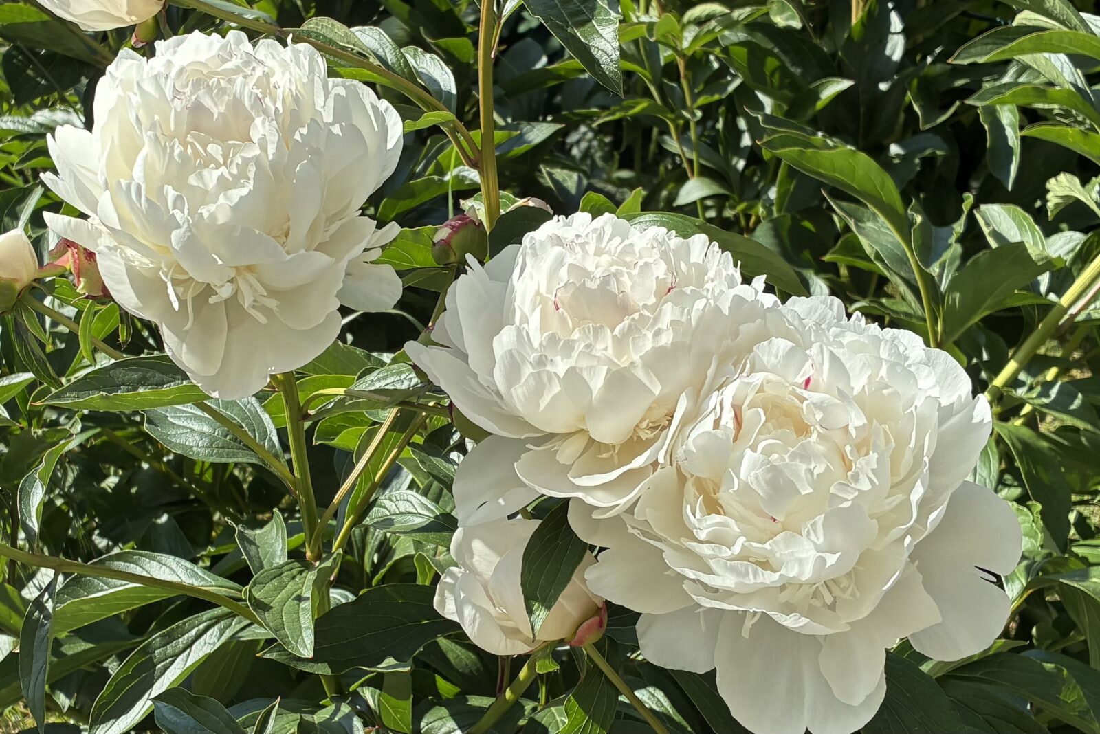 Pivoňka (Paeonia) / Foto : Pestrazahrada