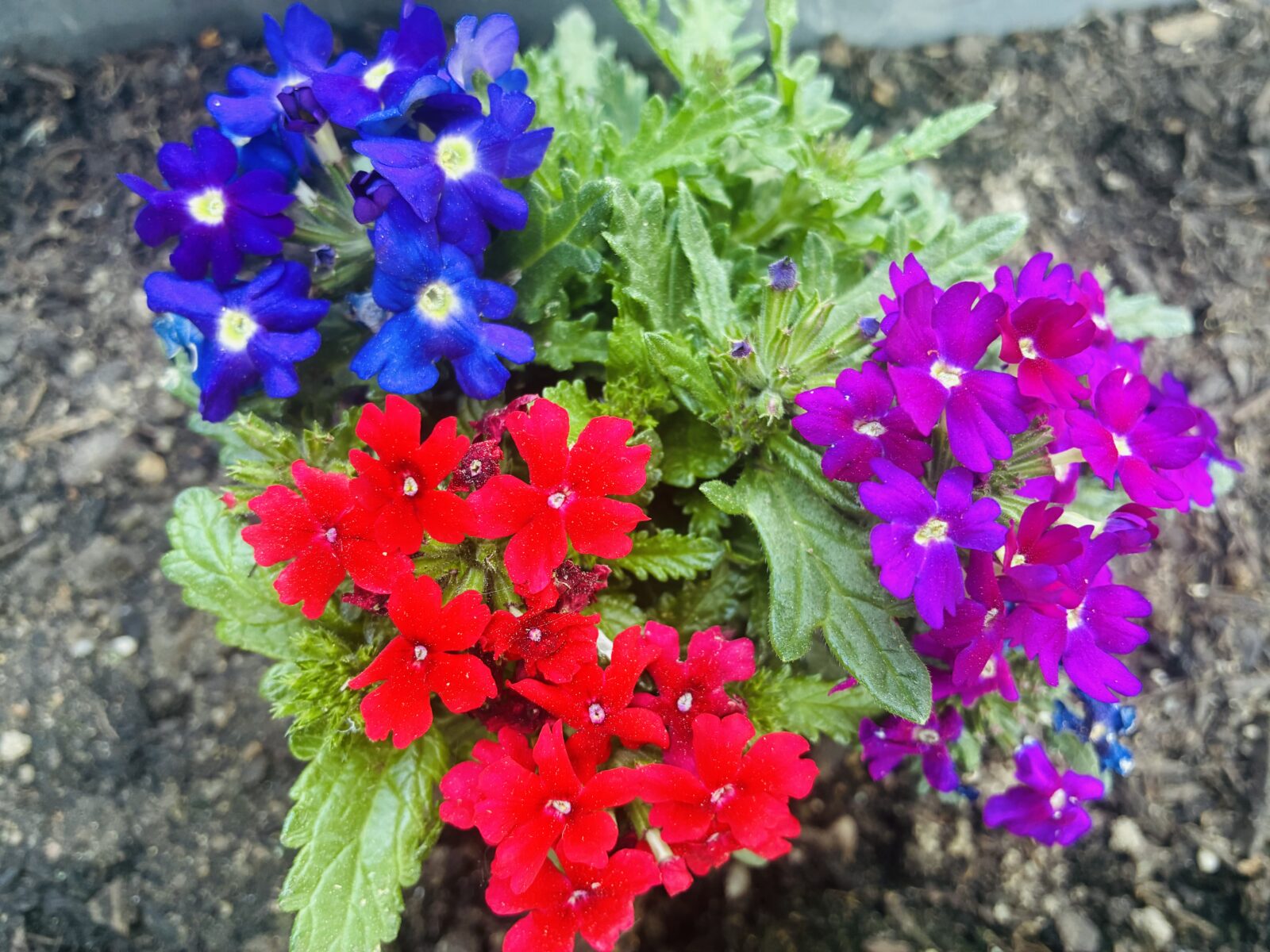 Verbena / Foto: Pestrazahrada