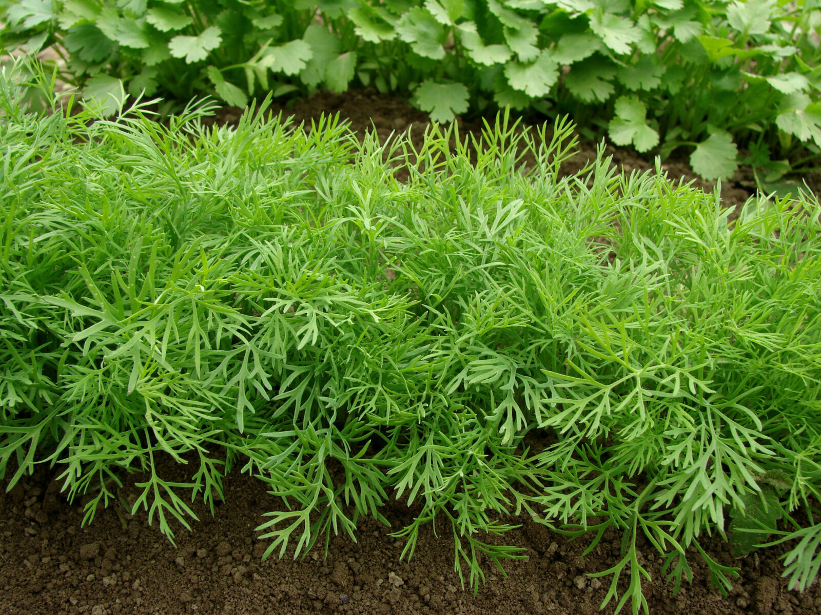 Growing dill