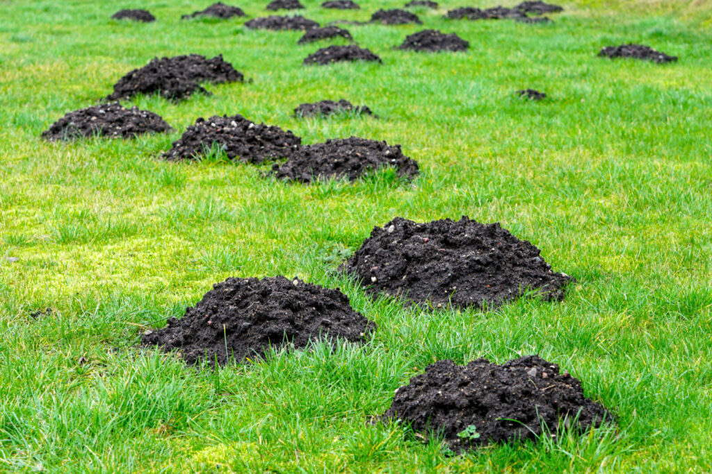 Krtince / Foto: Depositphotos