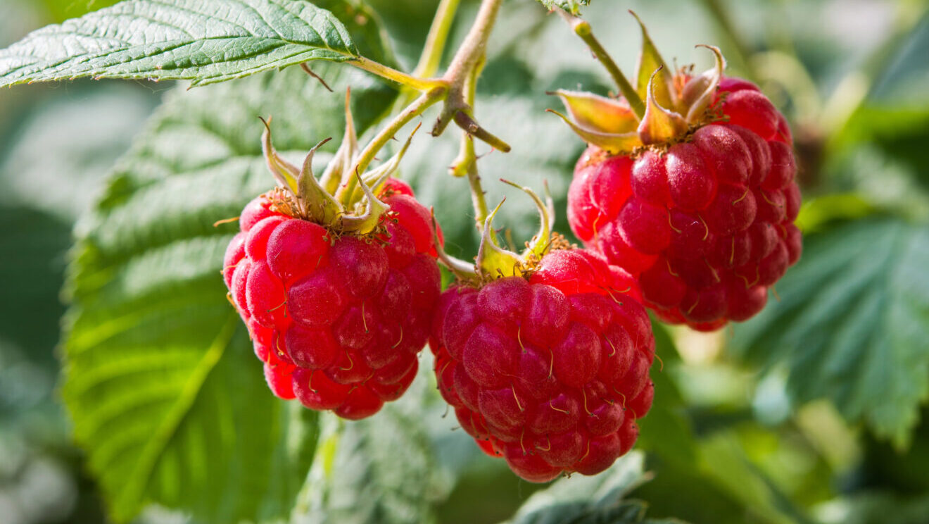 Maliny / Foto: Depositphotos