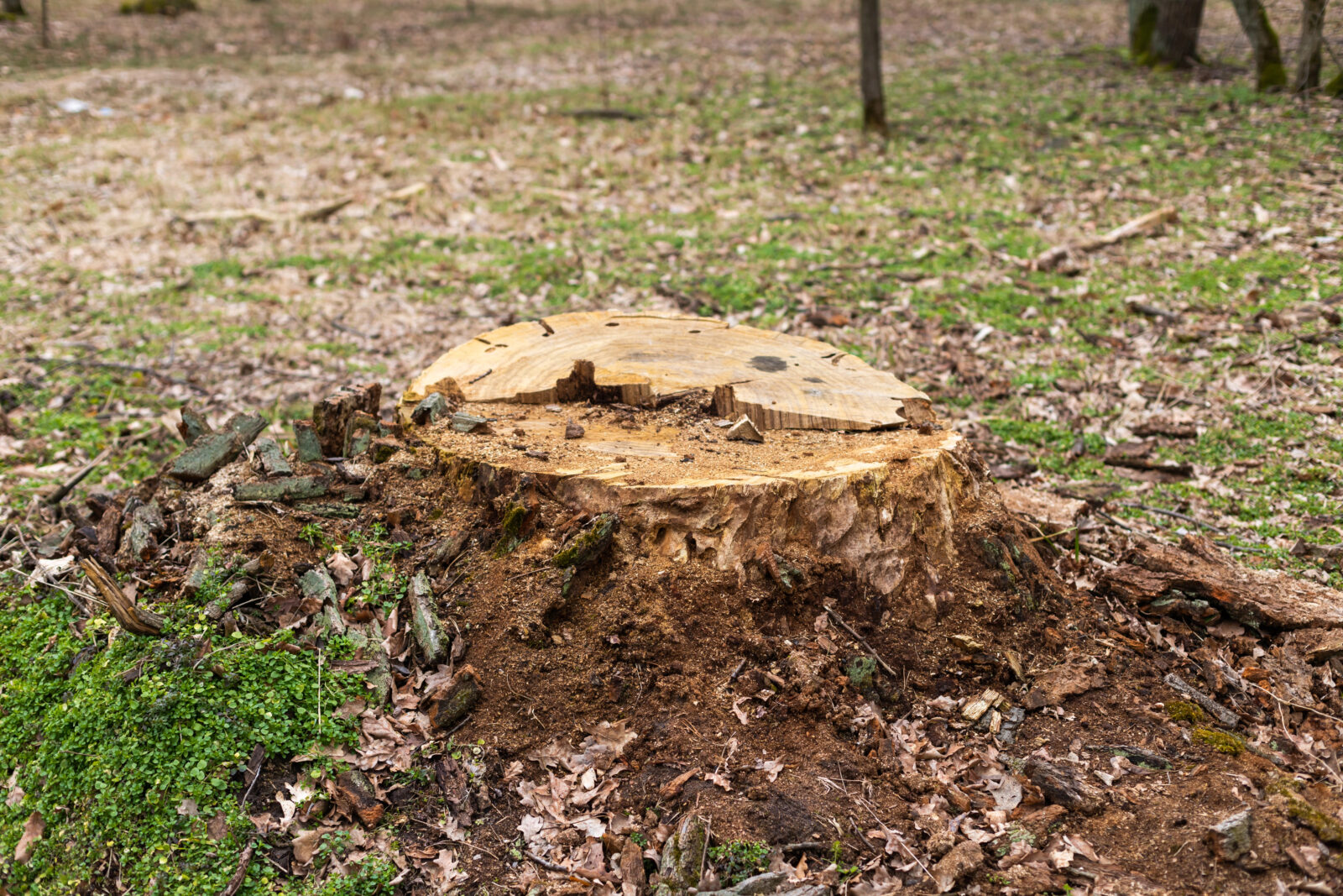 Pařez na zahradě / Foto: Depositphotos