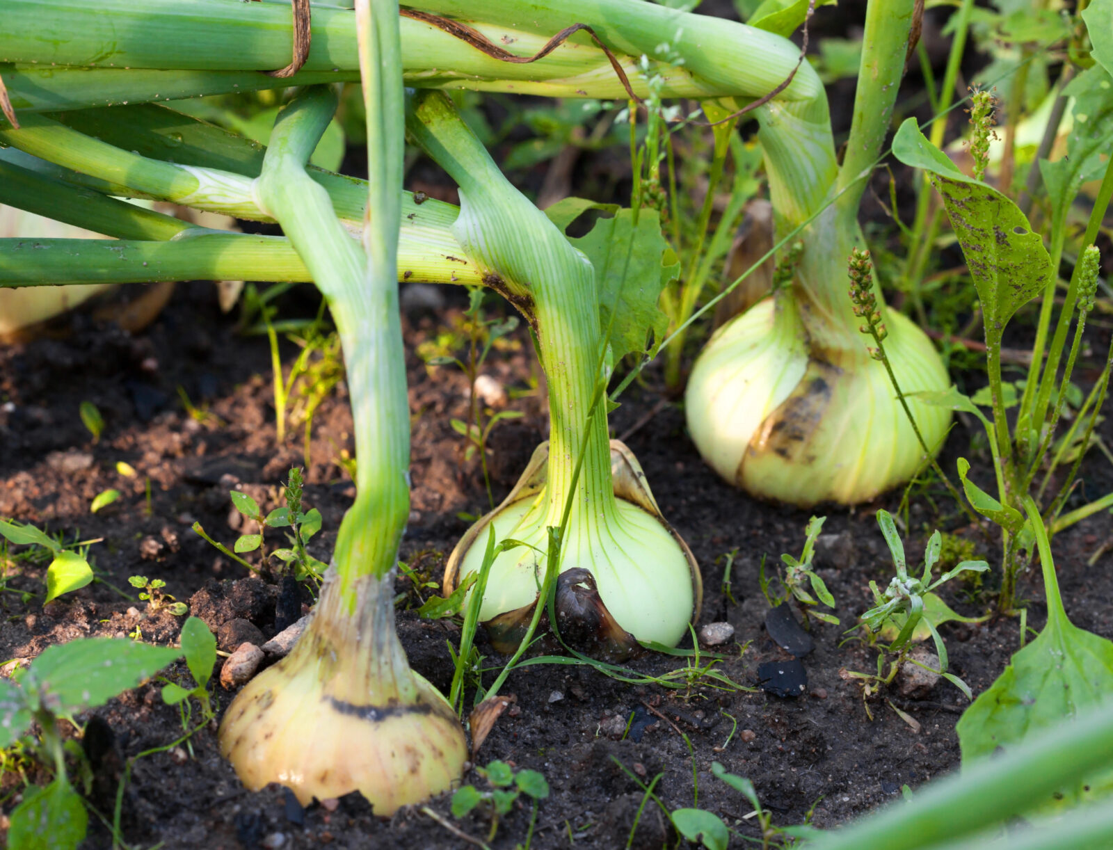 Pěstování cibule / Foto: Depositphotos