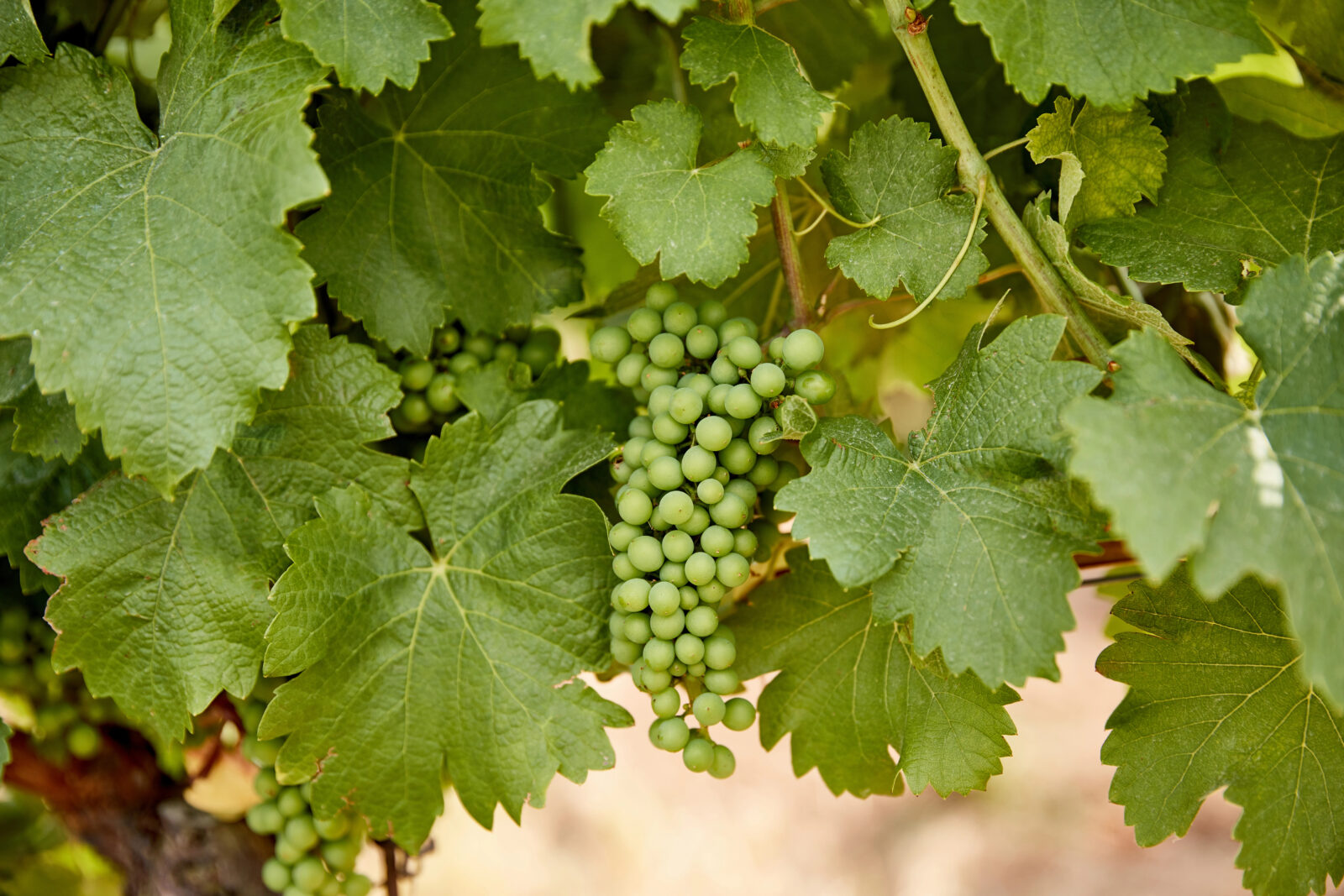 Vinná réva / Foto: Depositphotos