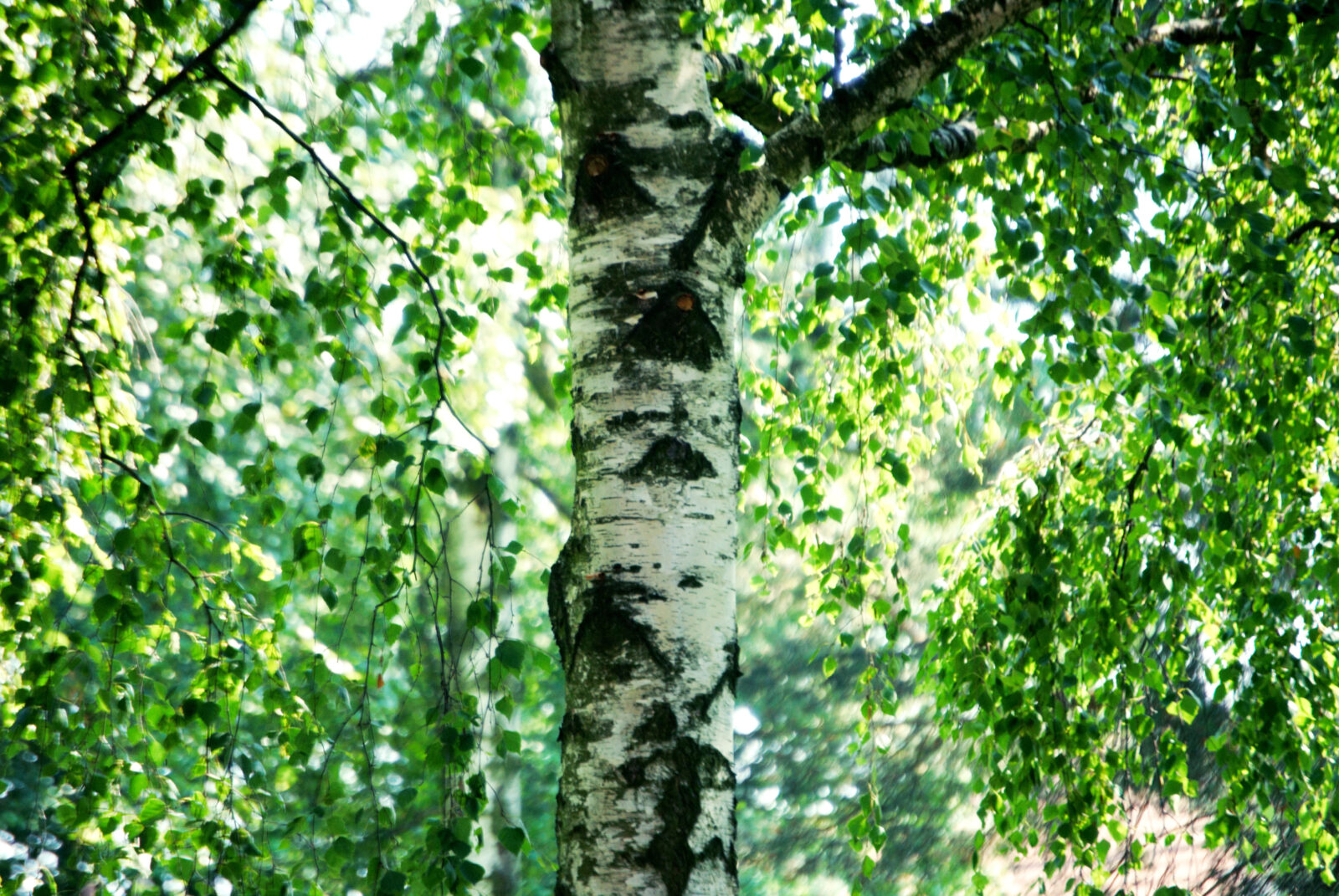 Bříza / Foto: Depositphotos