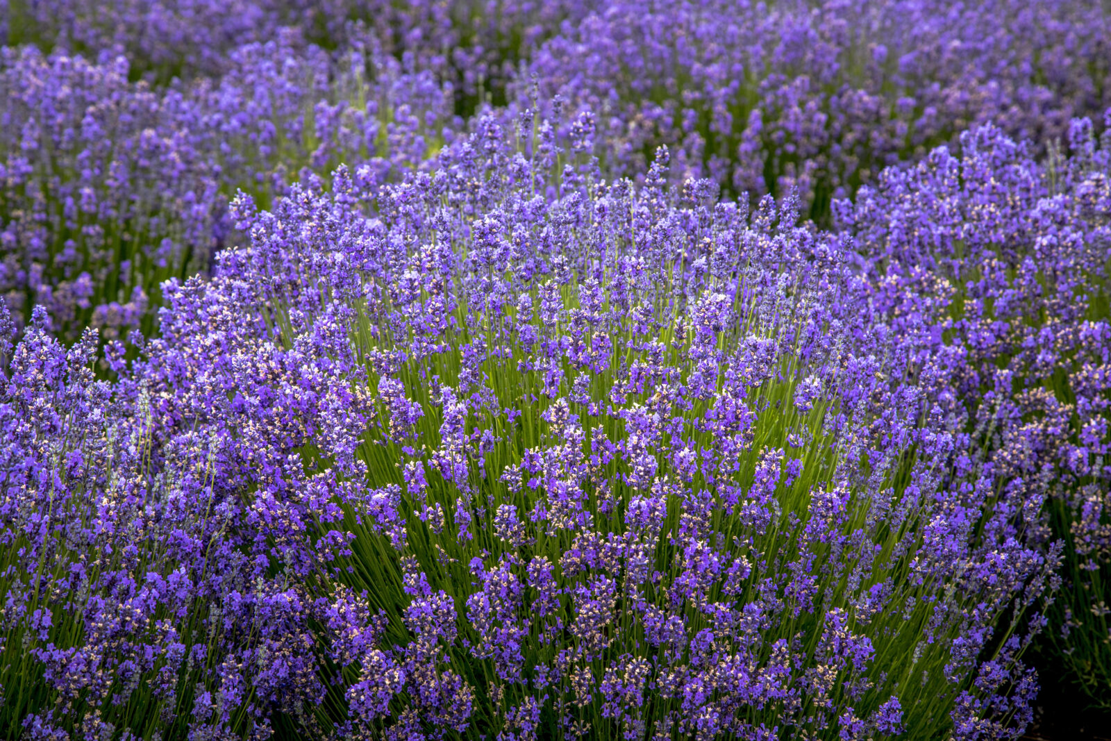 Levandule / Foto: Depositphotos