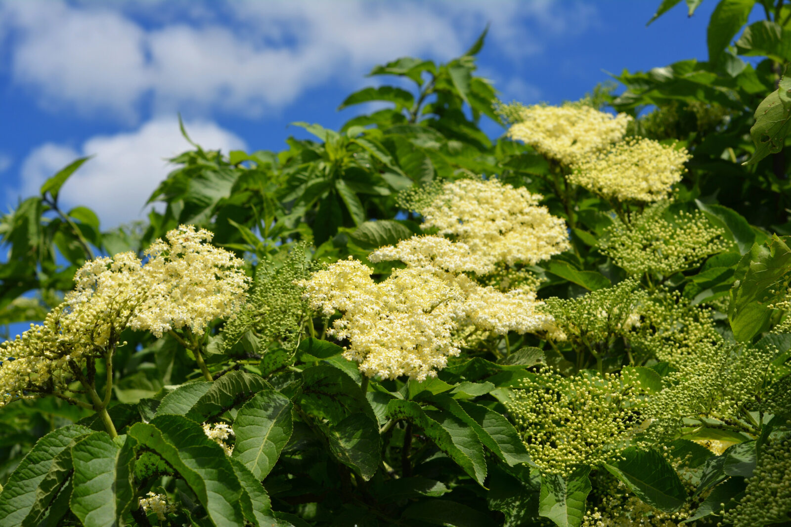 Bez černý ( Sambucus nigra) / Foto: Depositphotos