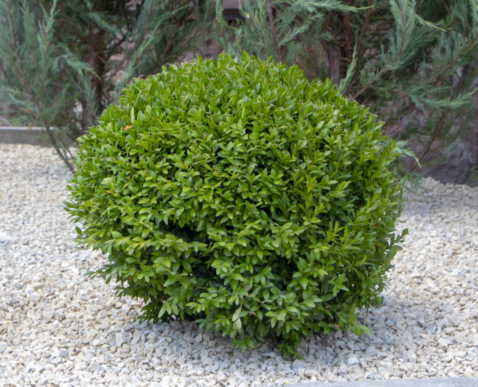 Buxus / Foto: Depositphotos